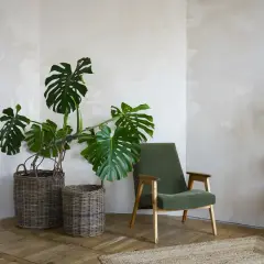 Salon w stylu japandi. Duża monstera w wiklinowym koszu obok zielonego fotela. Jakie rośliny doniczkowe będą pasować?