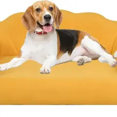 Beagle na żółtej kanapie. Idealny narożnik do salonu z psem, materiały odporne na pazury.