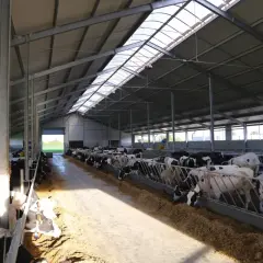 Ile kosztuje budowa obory na 30 sztuk bydła? Rzeczywiste wydatki i dofinansowanie.