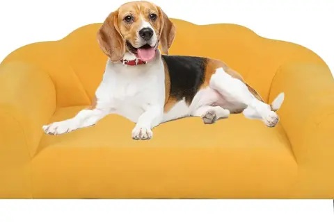 Beagle na żółtej kanapie. Idealny narożnik do salonu z psem, materiały odporne na pazury.