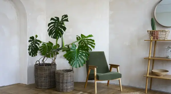 Salon w stylu japandi. Duża monstera w wiklinowym koszu obok zielonego fotela. Jakie rośliny doniczkowe będą pasować?