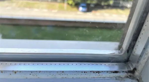 Grzyb na silikonie wokół okna to problem. Jak go trwale usunąć? Widać nalot i pleśń na ramie okiennej.