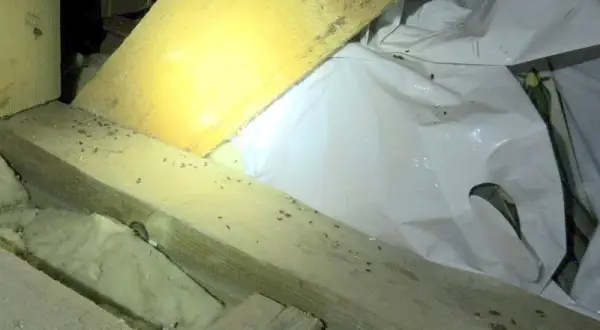 Jak myszy wchodzą na strych? Sposoby i metody zapobiegania ich wejściu