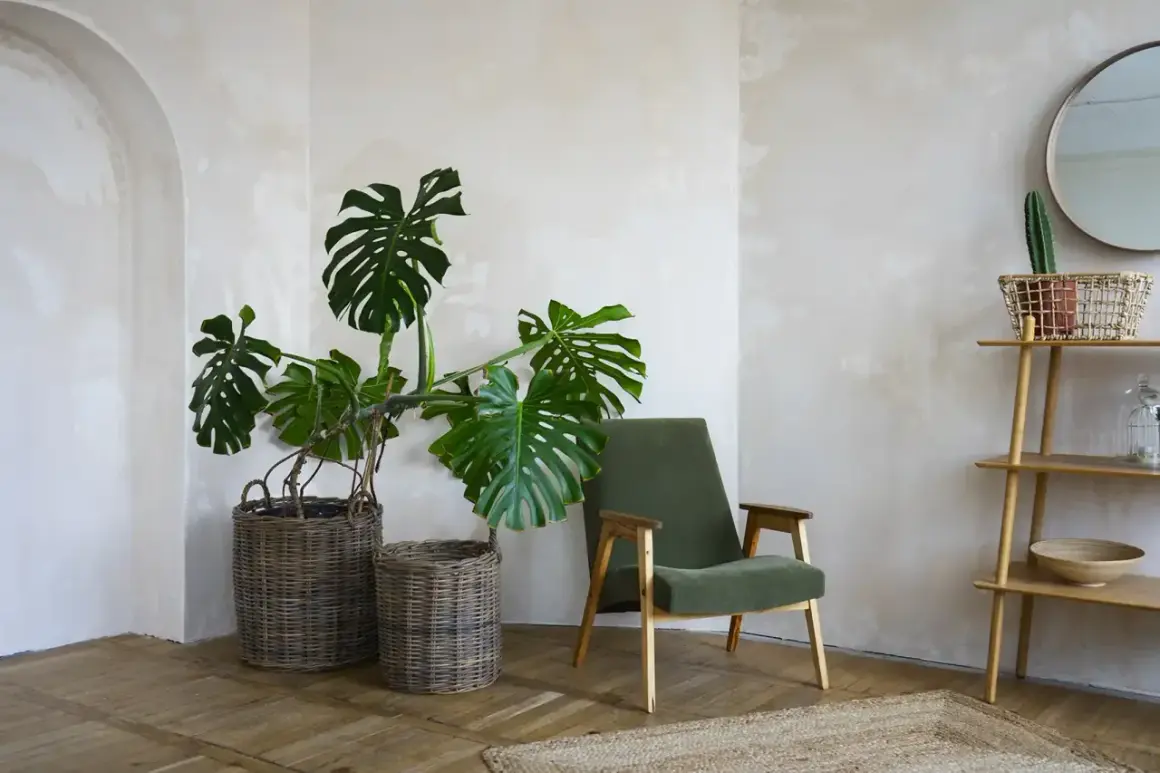 Salon w stylu japandi. Duża monstera w wiklinowym koszu obok zielonego fotela. Jakie rośliny doniczkowe będą pasować?
