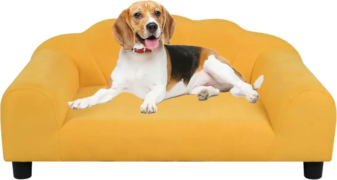 Beagle na żółtej kanapie. Idealny narożnik do salonu z psem, materiały odporne na pazury.